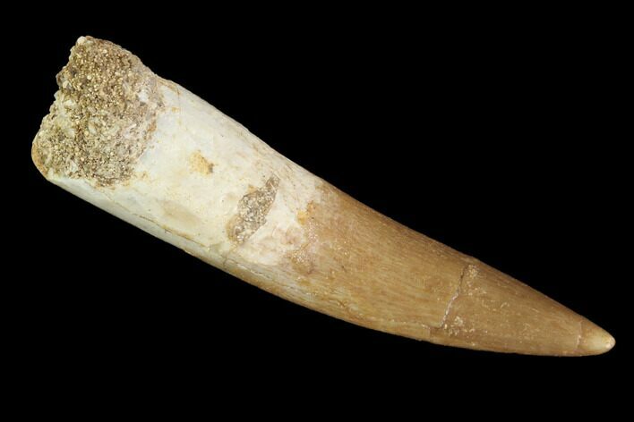 Fossil Plesiosaur (Zarafasaura) Tooth - Morocco #91292